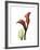 Ruby Calla Lily-Albert Koetsier-Framed Premium Giclee Print