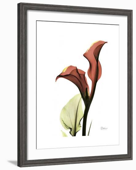 Ruby Calla Lily-Albert Koetsier-Framed Premium Giclee Print