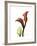 Ruby Calla Lily-Albert Koetsier-Framed Premium Giclee Print