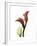 Ruby Calla Lily-Albert Koetsier-Framed Premium Giclee Print