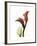 Ruby Calla Lily-Albert Koetsier-Framed Premium Giclee Print