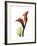 Ruby Calla Lily-Albert Koetsier-Framed Premium Giclee Print