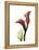 Ruby Calla Lily-Albert Koetsier-Framed Stretched Canvas