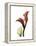 Ruby Calla Lily-Albert Koetsier-Framed Stretched Canvas