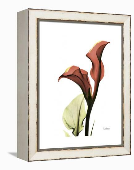 Ruby Calla Lily-Albert Koetsier-Framed Stretched Canvas