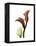 Ruby Calla Lily-Albert Koetsier-Framed Stretched Canvas