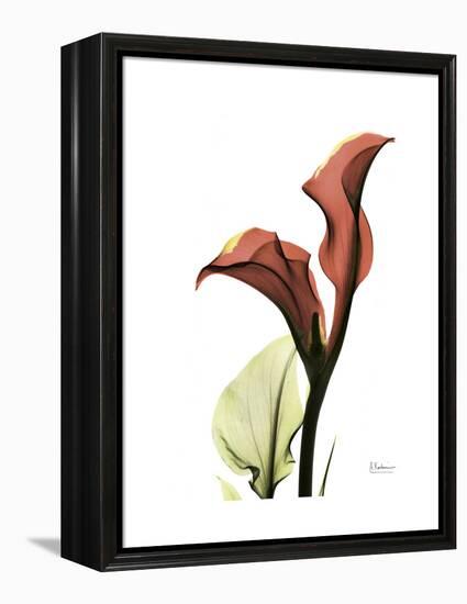 Ruby Calla Lily-Albert Koetsier-Framed Stretched Canvas