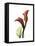 Ruby Calla Lily-Albert Koetsier-Framed Stretched Canvas