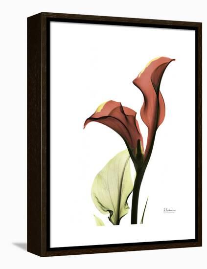 Ruby Calla Lily-Albert Koetsier-Framed Stretched Canvas