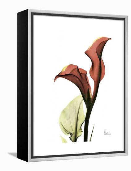 Ruby Calla Lily-Albert Koetsier-Framed Stretched Canvas