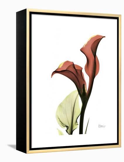 Ruby Calla Lily-Albert Koetsier-Framed Stretched Canvas