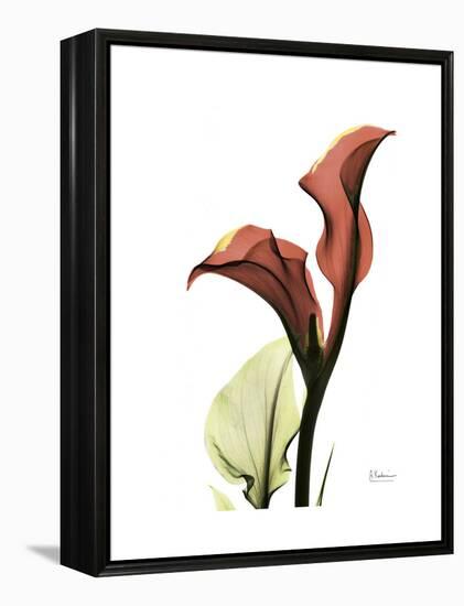 Ruby Calla Lily-Albert Koetsier-Framed Stretched Canvas