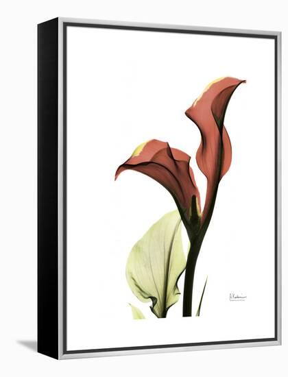 Ruby Calla Lily-Albert Koetsier-Framed Stretched Canvas