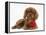 Ruby Cavalier King Charles Spaniel Pup, Flame, 12 Weeks Old, with a Red Rose-Mark Taylor-Framed Premier Image Canvas