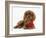 Ruby Cavalier King Charles Spaniel Pup, Flame, 12 Weeks Old, with a Red Rose-Mark Taylor-Framed Photographic Print