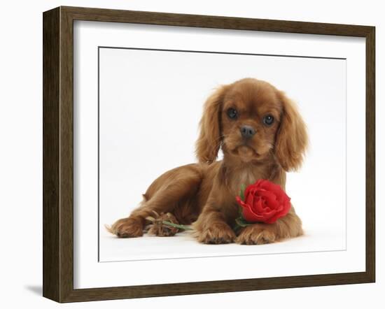 Ruby Cavalier King Charles Spaniel Pup, Flame, 12 Weeks Old, with a Red Rose-Mark Taylor-Framed Photographic Print