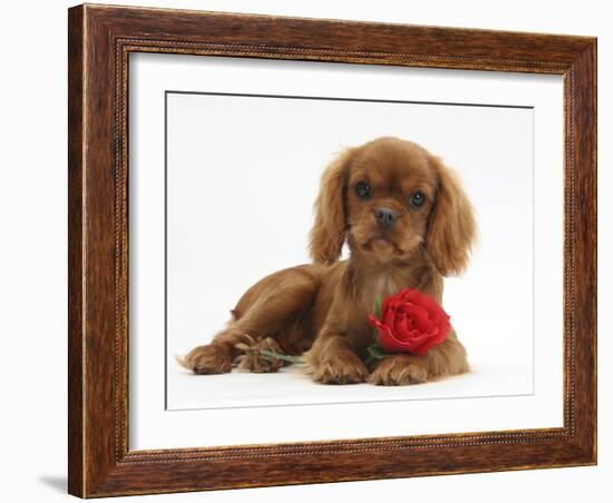 Ruby Cavalier King Charles Spaniel Pup, Flame, 12 Weeks Old, with a Red Rose-Mark Taylor-Framed Photographic Print