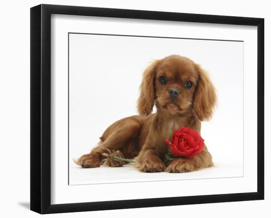 Ruby Cavalier King Charles Spaniel Pup, Flame, 12 Weeks Old, with a Red Rose-Mark Taylor-Framed Photographic Print