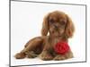 Ruby Cavalier King Charles Spaniel Pup, Flame, 12 Weeks Old, with a Red Rose-Mark Taylor-Mounted Photographic Print