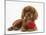 Ruby Cavalier King Charles Spaniel Pup, Flame, 12 Weeks Old, with a Red Rose-Mark Taylor-Mounted Photographic Print