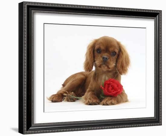 Ruby Cavalier King Charles Spaniel Pup, Flame, 12 Weeks Old, with a Red Rose-Mark Taylor-Framed Photographic Print