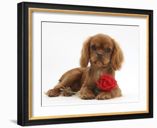 Ruby Cavalier King Charles Spaniel Pup, Flame, 12 Weeks Old, with a Red Rose-Mark Taylor-Framed Photographic Print