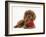 Ruby Cavalier King Charles Spaniel Pup, Flame, 12 Weeks Old, with a Red Rose-Mark Taylor-Framed Photographic Print