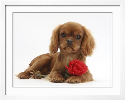 'Ruby Cavalier King Charles Spaniel Pup, Flame, 12 Weeks Old, with a Red  Rose' Photographic Print - Mark Taylor | Art.com