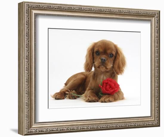 Ruby Cavalier King Charles Spaniel Pup, Flame, 12 Weeks Old, with a Red Rose-Mark Taylor-Framed Photographic Print