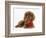 Ruby Cavalier King Charles Spaniel Pup, Flame, 12 Weeks Old, with a Red Rose-Mark Taylor-Framed Photographic Print