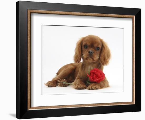 Ruby Cavalier King Charles Spaniel Pup, Flame, 12 Weeks Old, with a Red Rose-Mark Taylor-Framed Photographic Print