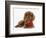 Ruby Cavalier King Charles Spaniel Pup, Flame, 12 Weeks Old, with a Red Rose-Mark Taylor-Framed Photographic Print