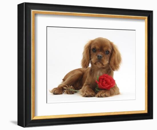 Ruby Cavalier King Charles Spaniel Pup, Flame, 12 Weeks Old, with a Red Rose-Mark Taylor-Framed Photographic Print