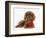 Ruby Cavalier King Charles Spaniel Pup, Flame, 12 Weeks Old, with a Red Rose-Mark Taylor-Framed Photographic Print