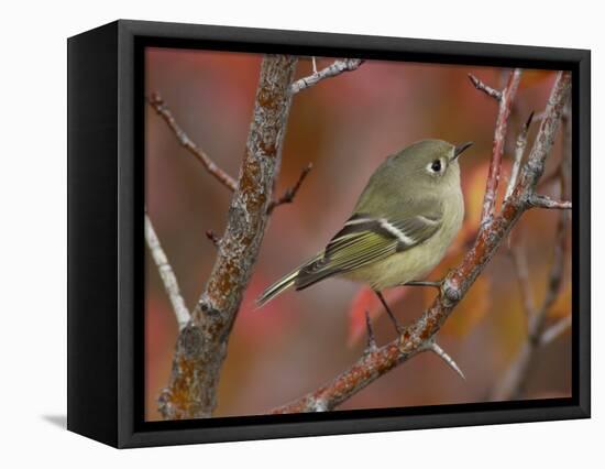 Ruby Crowned Kinglet, Adult in Black Hawthorn, Grand Teton National Park, Wyoming, USA-Rolf Nussbaumer-Framed Premier Image Canvas