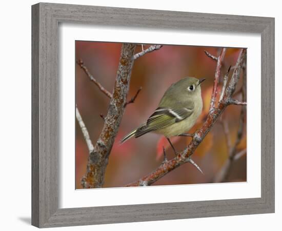 Ruby Crowned Kinglet, Adult in Black Hawthorn, Grand Teton National Park, Wyoming, USA-Rolf Nussbaumer-Framed Photographic Print