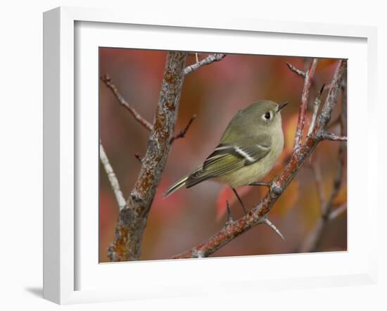 Ruby Crowned Kinglet, Adult in Black Hawthorn, Grand Teton National Park, Wyoming, USA-Rolf Nussbaumer-Framed Photographic Print