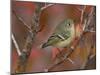 Ruby Crowned Kinglet, Adult in Black Hawthorn, Grand Teton National Park, Wyoming, USA-Rolf Nussbaumer-Mounted Photographic Print