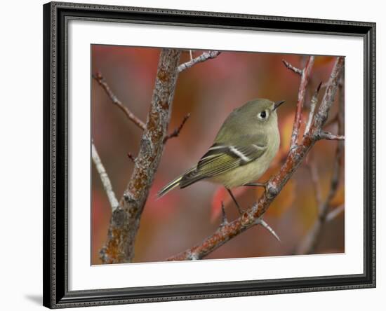 Ruby Crowned Kinglet, Adult in Black Hawthorn, Grand Teton National Park, Wyoming, USA-Rolf Nussbaumer-Framed Photographic Print