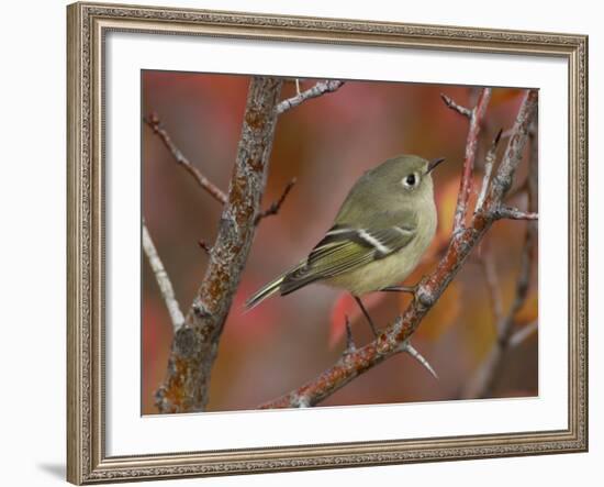 Ruby Crowned Kinglet, Adult in Black Hawthorn, Grand Teton National Park, Wyoming, USA-Rolf Nussbaumer-Framed Photographic Print