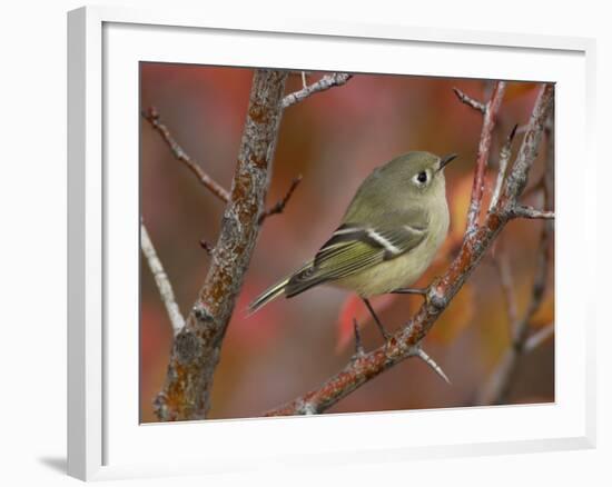 Ruby Crowned Kinglet, Adult in Black Hawthorn, Grand Teton National Park, Wyoming, USA-Rolf Nussbaumer-Framed Photographic Print