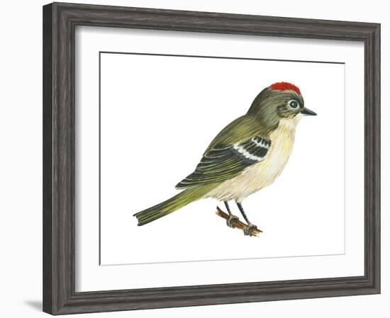 Ruby-Crowned Kinglet (Regulus Calendula), Bird-Encyclopaedia Britannica-Framed Art Print