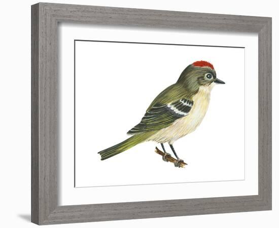 Ruby-Crowned Kinglet (Regulus Calendula), Bird-Encyclopaedia Britannica-Framed Art Print