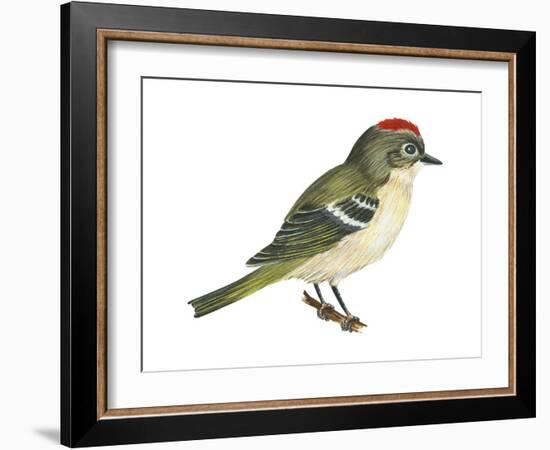 Ruby-Crowned Kinglet (Regulus Calendula), Bird-Encyclopaedia Britannica-Framed Art Print