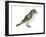 Ruby-Crowned Kinglet (Regulus Calendula), Bird-Encyclopaedia Britannica-Framed Art Print