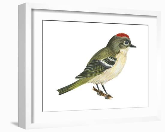 Ruby-Crowned Kinglet (Regulus Calendula), Bird-Encyclopaedia Britannica-Framed Art Print