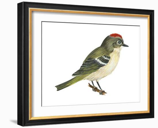 Ruby-Crowned Kinglet (Regulus Calendula), Bird-Encyclopaedia Britannica-Framed Art Print