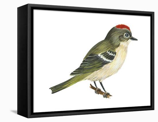 Ruby-Crowned Kinglet (Regulus Calendula), Bird-Encyclopaedia Britannica-Framed Stretched Canvas