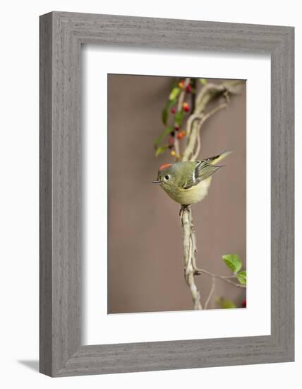 Ruby-crowned kinglet (Regulus calendula) perched.-Larry Ditto-Framed Photographic Print