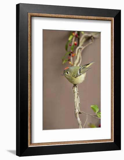 Ruby-crowned kinglet (Regulus calendula) perched.-Larry Ditto-Framed Photographic Print